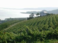 The vine region on the lake