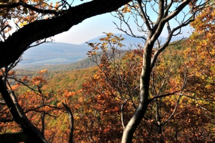 Autumn in the Pilis hills 