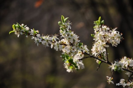 Spring blossoms.