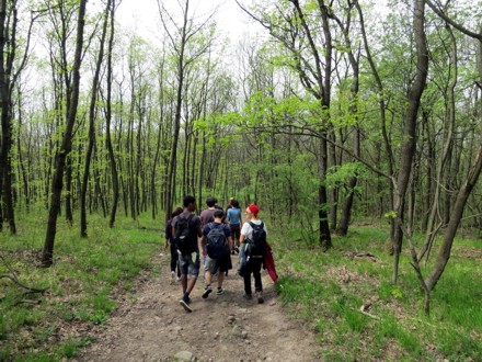Into a youthful patch of spring woods 