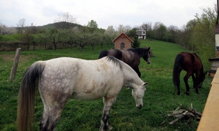 horse farm 